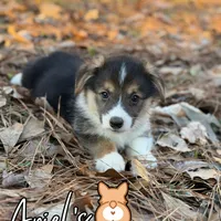 Cuppietriboy1, a male Pembroke Welsh Corgi for sale in Castalia, NC – Photo 3 of 8
