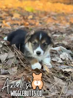 Cuppietriboy1, a male Pembroke Welsh Corgi for sale in Castalia, NC – Photo 2 of 7