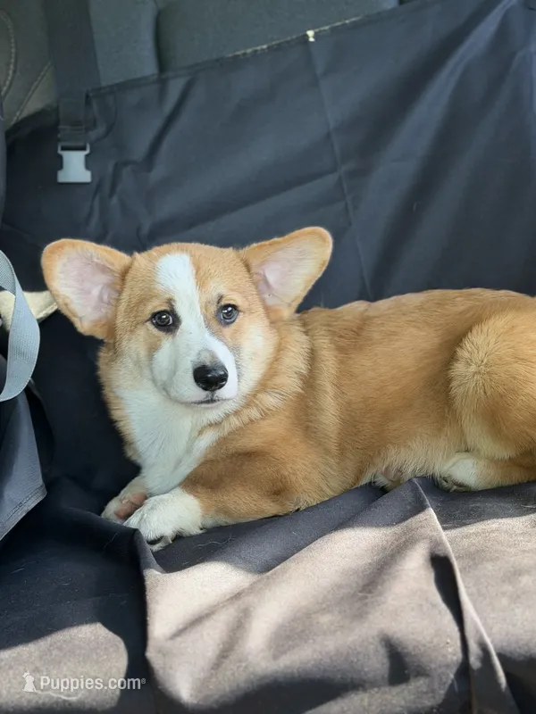 Casper – Pembroke Welsh Corgi puppy for sale in Castalia, NC