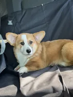 Casper, a male Pembroke Welsh Corgi for sale in Castalia, NC – 1 of 10