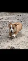 Casper, a male Pembroke Welsh Corgi for sale in Castalia, NC – 3 of 10