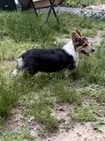 Yoshi, a male Pembroke Welsh Corgi for sale in Castalia, NC – 2 of 4