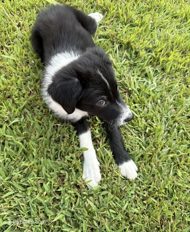Rockie – Border Collie puppy for sale in Little Rock, AR