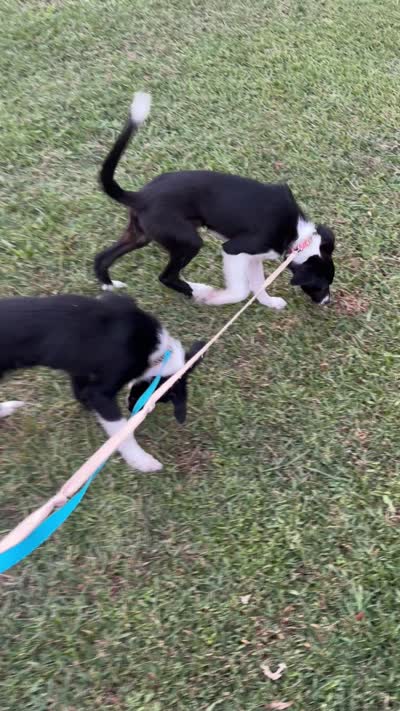 Rockie, a male Border Collie for sale in Little Rock, AR – 4 of 5