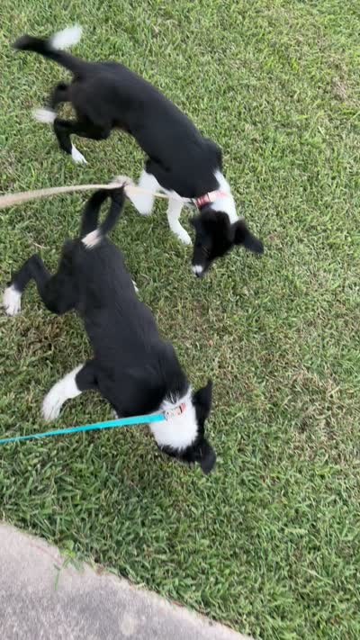 Rockie, a male Border Collie for sale in Little Rock, AR – 5 of 5