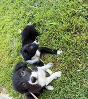 Rockie, a male Border Collie for sale in Little Rock, AR – 2 of 5