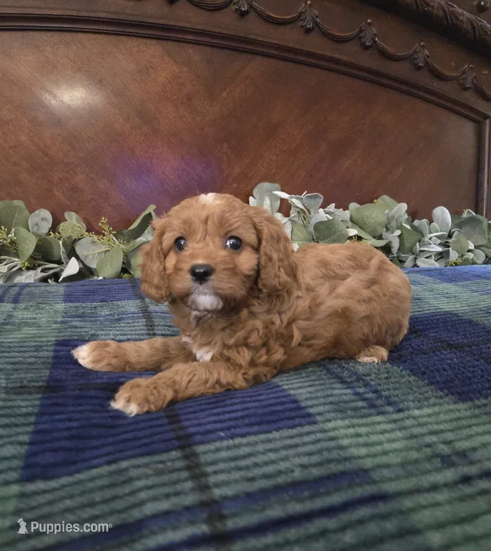Jesse – Cavapoo puppy for sale in Copan, OK
