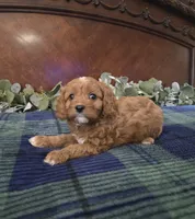 Jesse, a female Cavapoo for sale in Copan, OK – 1 of 4