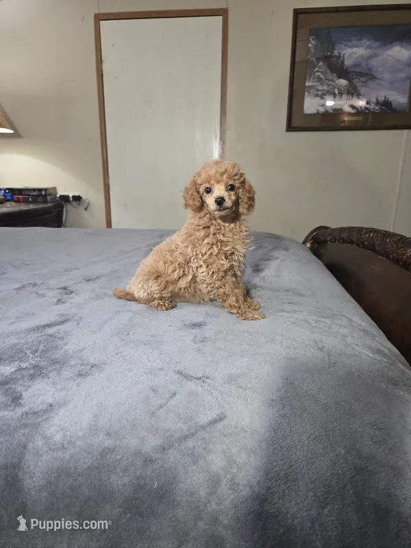 Crissy  – Poodle - Miniature  puppy for sale in Copan, OK