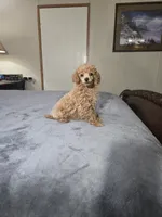 Crissy , a female Poodle - Miniature  for sale in Copan, OK – 1 of 1
