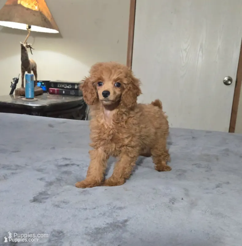 candy  – Poodle - Toy  puppy for sale in Copan, OK