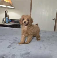 candy , a female Poodle - Toy  for sale in Copan, OK – 2 of 2