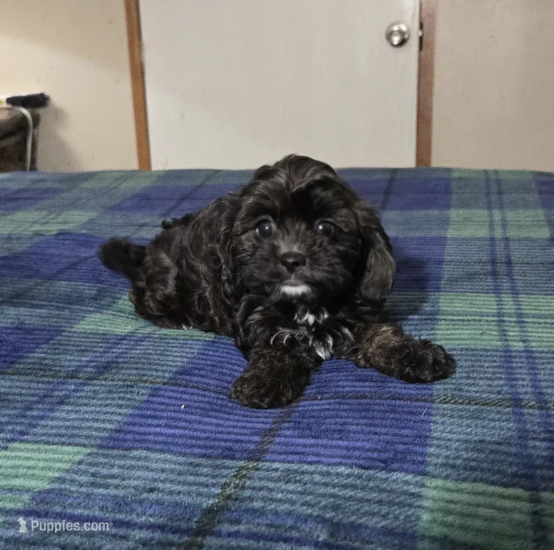 pixie – Cavapoo puppy for sale in Copan, OK