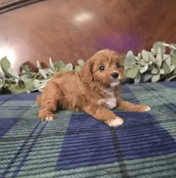 Little john, a female Cavapoo for sale in Copan, OK – 2 of 3
