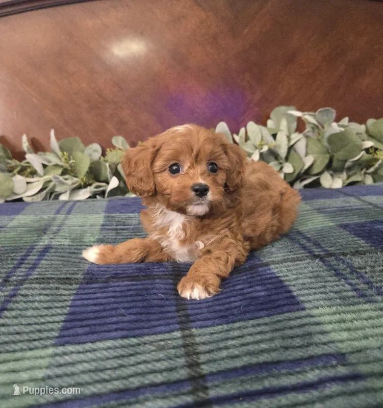 Little john – Cavapoo puppy for sale in Copan, OK