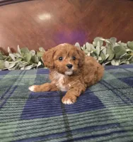 Little john, a female Cavapoo for sale in Copan, OK – 1 of 3