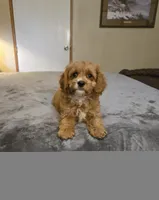 Rolfie, a male Cavapoo for sale in Copan, OK – 3 of 3