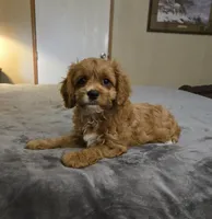 Rolfie, a male Cavapoo for sale in Copan, OK – 2 of 3