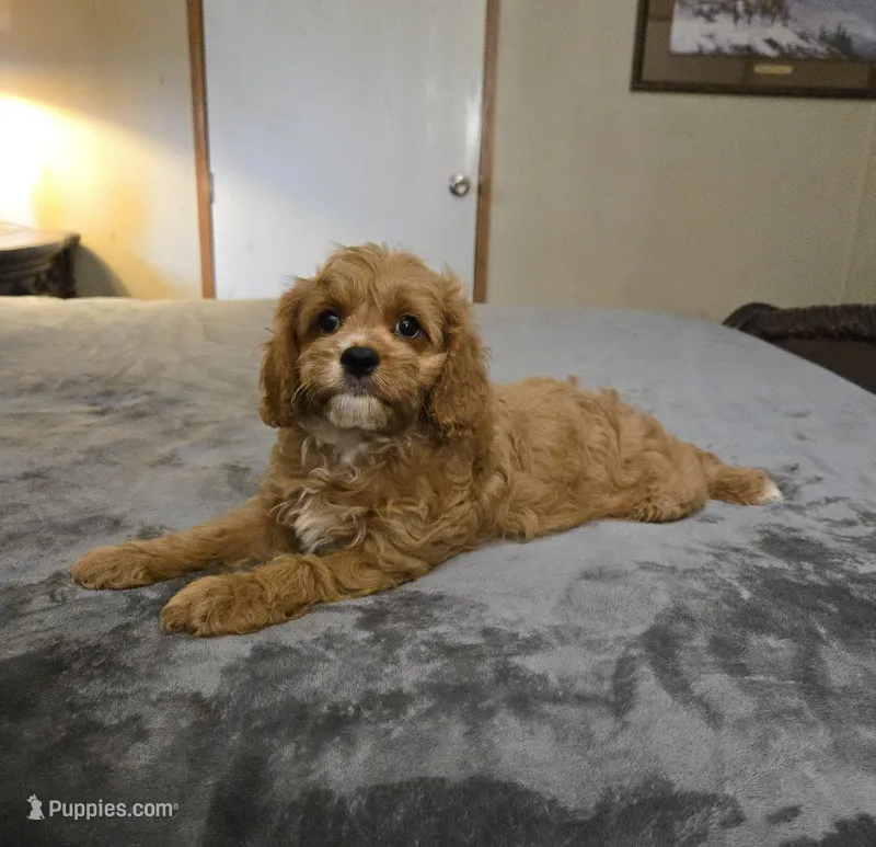 Rolfie – Cavapoo puppy for sale in Copan, OK