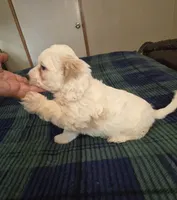 Logan, a male Cockapoo for sale in Copan, OK – 4 of 5