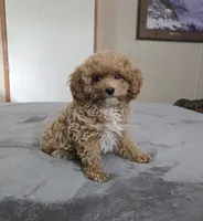 tiny marty, a male Cavapoo for sale in Copan, OK – 3 of 4
