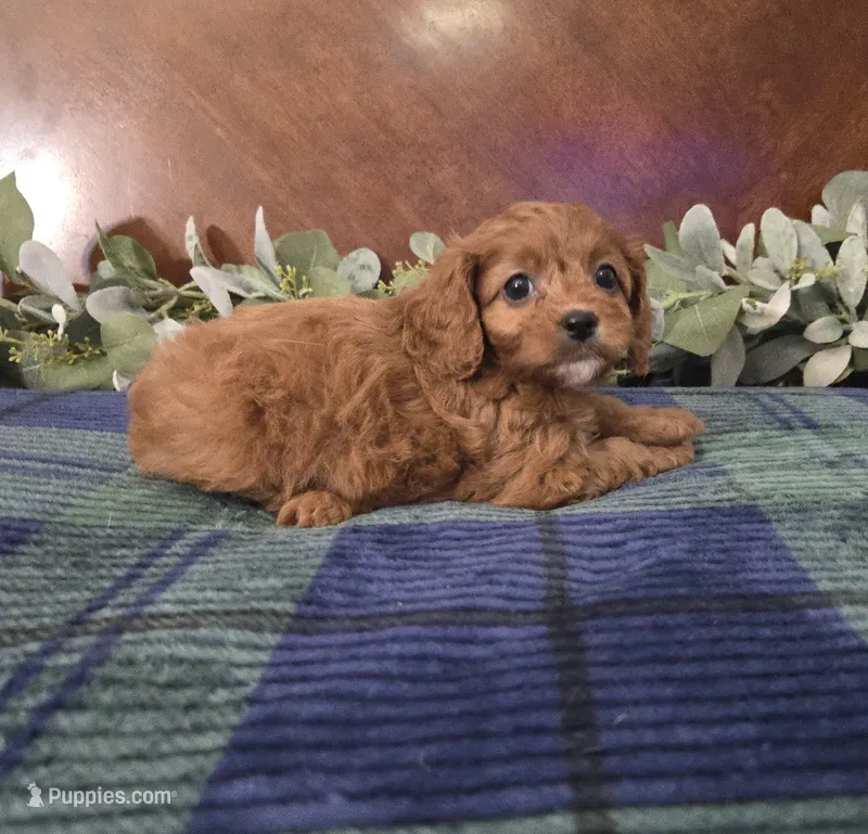 Joy – Cavapoo puppy for sale in Copan, OK