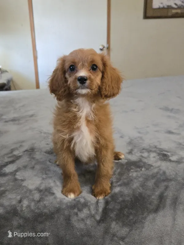 Jose – Cavapoo puppy for sale in Copan, OK