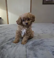 Willie, a male Cavapoo for sale in Copan, OK – 2 of 2