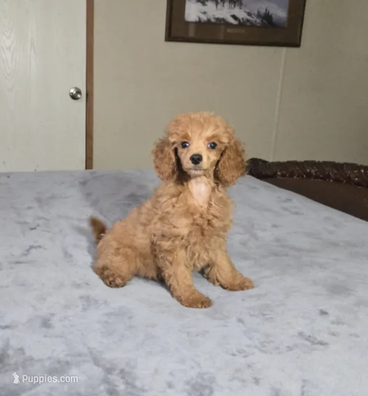 candy  – Poodle - Toy  puppy for sale in Copan, OK