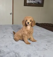 candy , a female Poodle - Toy  for sale in Copan, OK – 1 of 2