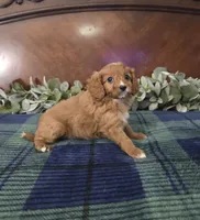 Jose, a female Cavapoo for sale in Copan, OK – 2 of 4
