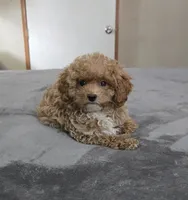 tiny marty, a male Cavapoo for sale in Copan, OK – 4 of 4
