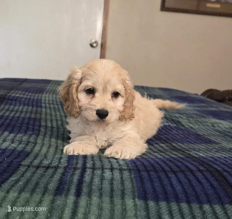 Levi – Cockapoo puppy for sale in Copan, OK