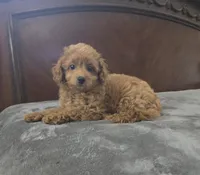 max, a male Cavapoo for sale in Copan, OK – 2 of 3
