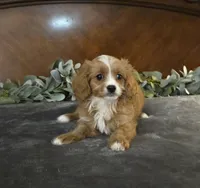 Ranger, a male Cavapoo for sale in Copan, OK – 2 of 2