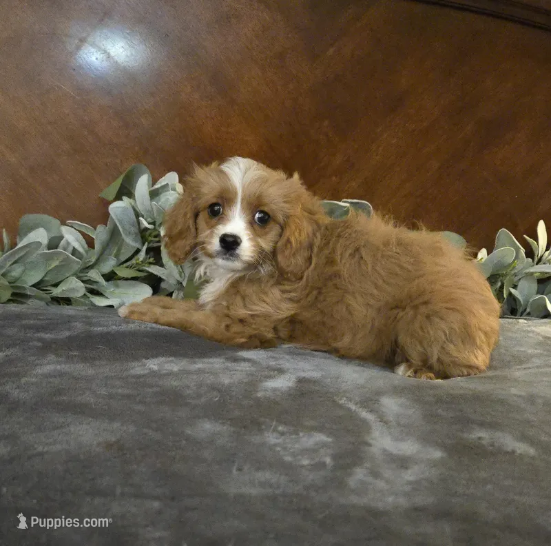 Ranger – Cavapoo puppy for sale in Copan, OK