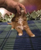 Little john, a female Cavapoo for sale in Copan, OK – 3 of 3