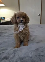 winnie, a female Cavapoo for sale in Copan, OK – 2 of 3