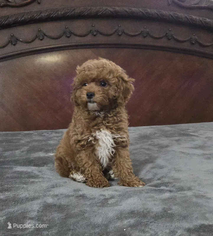 Matty – Cavapoo puppy for sale in Copan, OK