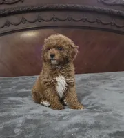 Matty, a male Cavapoo for sale in Copan, OK – 1 of 3