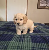 Levi, a male Cockapoo for sale in Copan, OK – 3 of 3