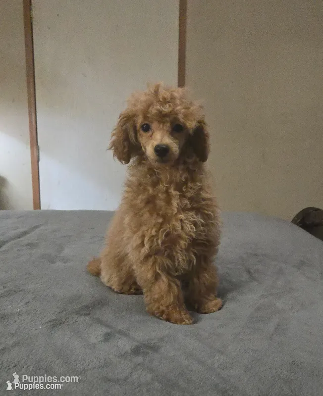 Cali, a female Poodle - Miniature  for sale in Copan, OK – 1 of 3
