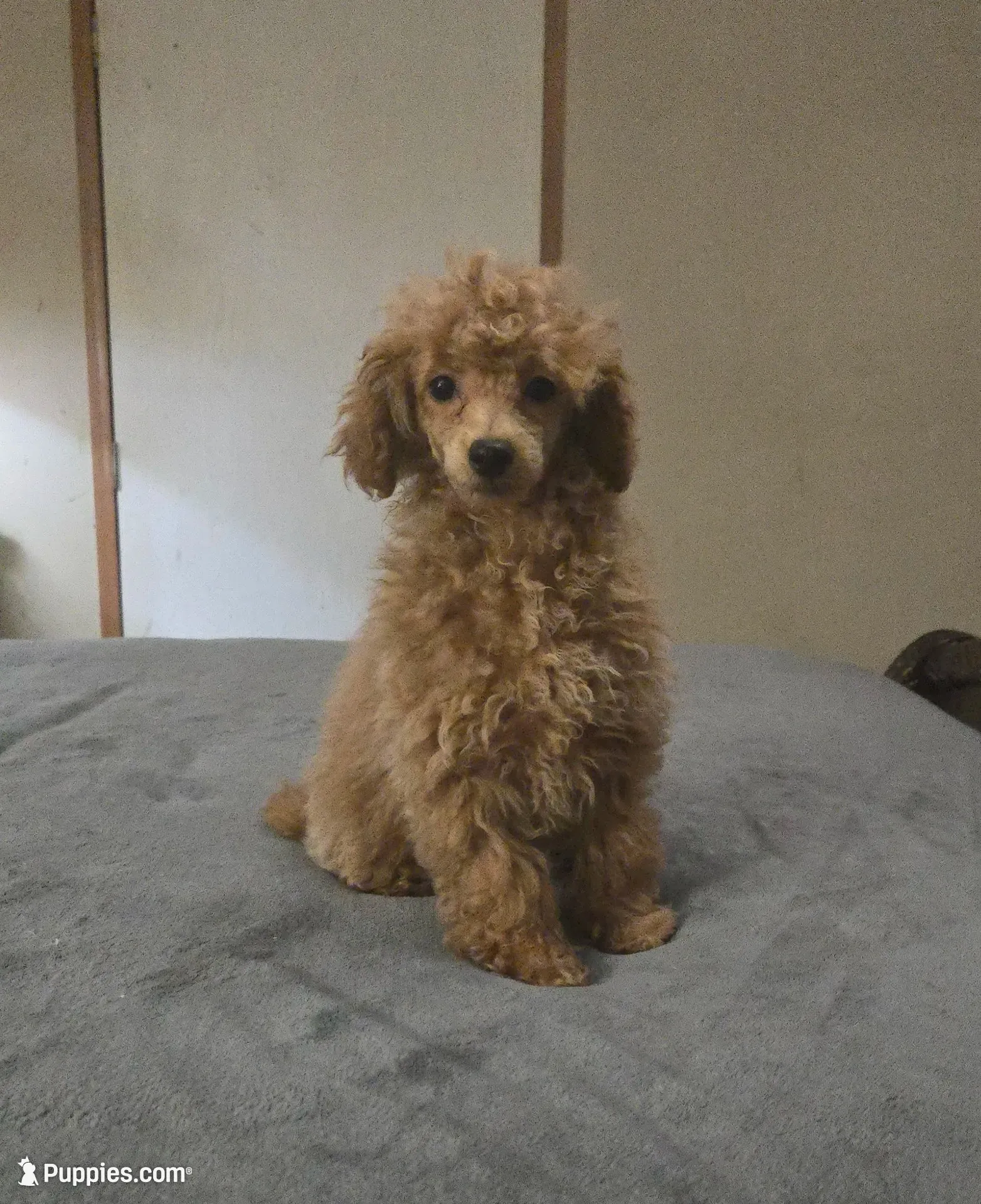 Cali, a female Poodle - Miniature  for sale in Copan, OK – 1 of 3