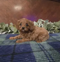 Jack, a female Cavapoo for sale in Copan, OK – 3 of 3
