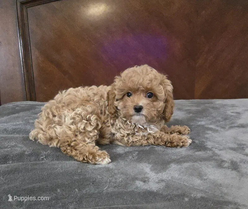 tiny marty – Cavapoo puppy for sale in Copan, OK