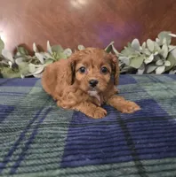Joy, a female Cavapoo for sale in Copan, OK – 2 of 4