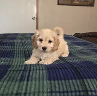 Levi, a male Cockapoo for sale in Copan, OK – 2 of 3