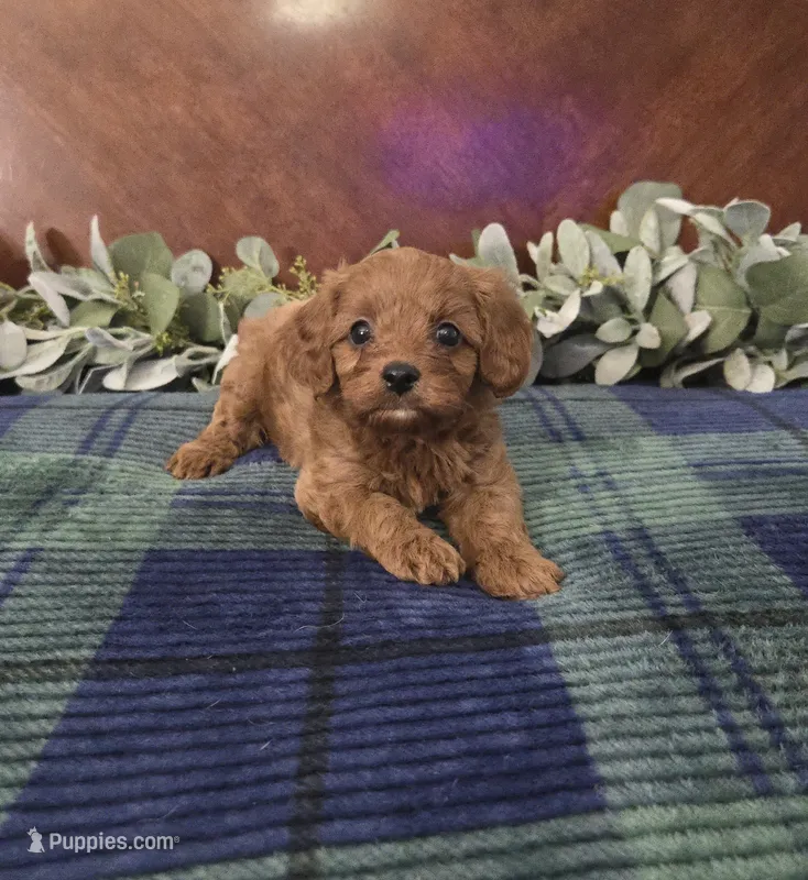Jack – Cavapoo puppy for sale in Copan, OK