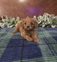 Jack, a female Cavapoo for sale in Copan, OK – 1 of 3