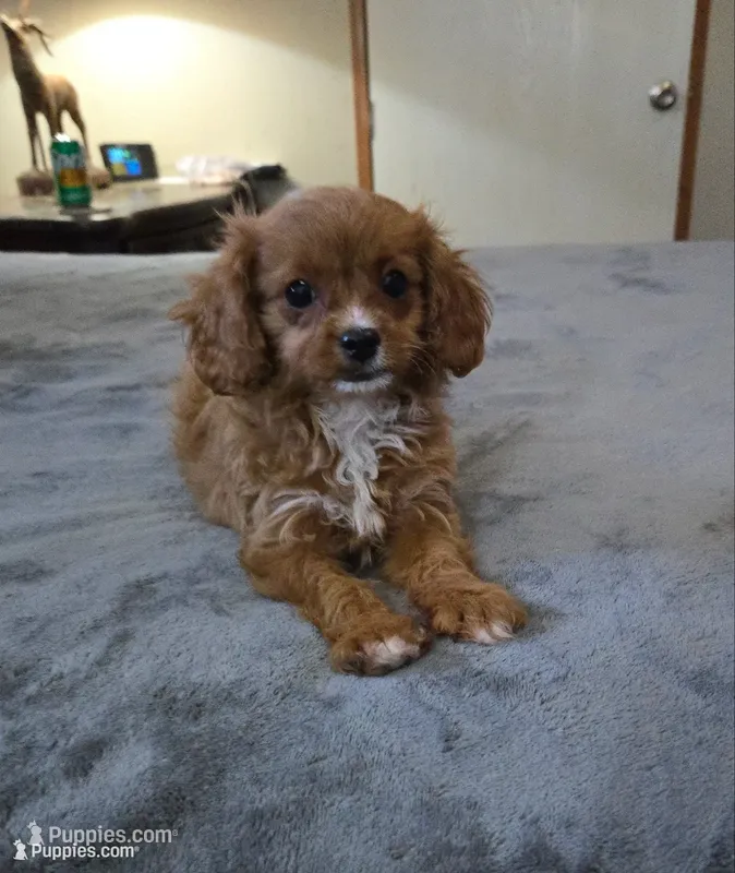 winnie – Cavapoo puppy for sale in Copan, OK
